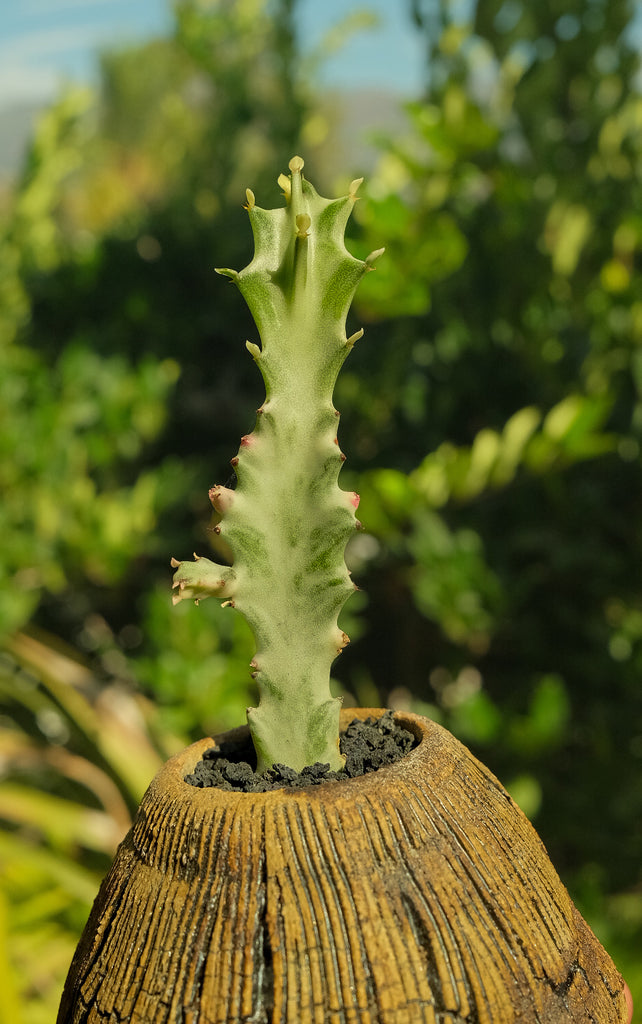 Euphorbia Lactea White Ghost with Raiz Feliz Pot