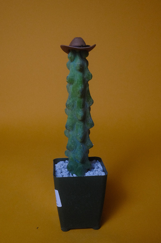 Boobie Cactus