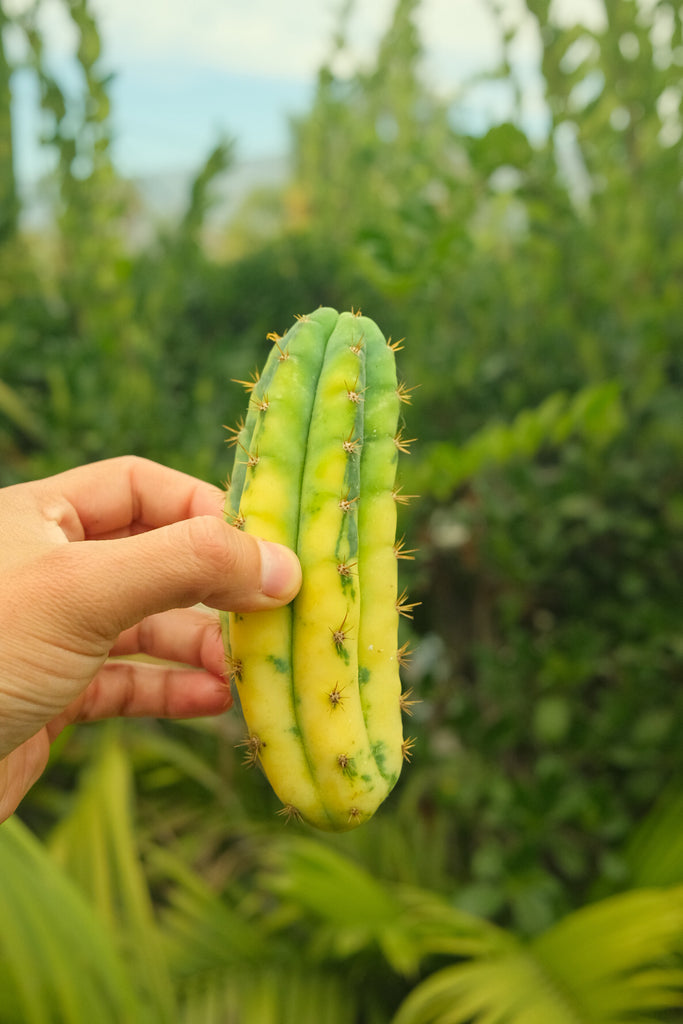 Unrooted Variegated San Pedro 005