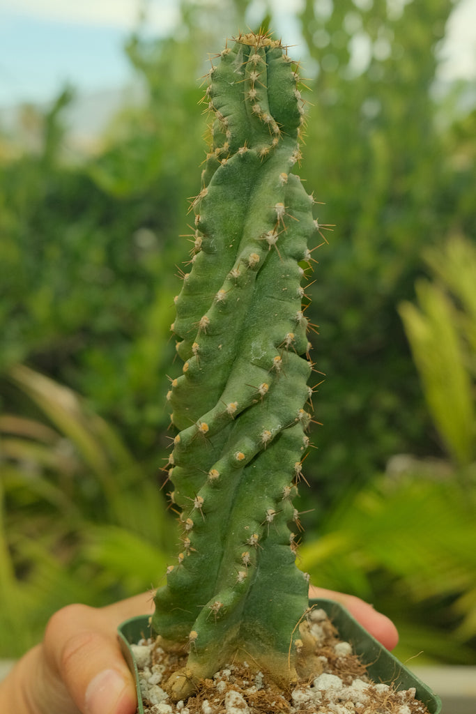 Spiral Cactus