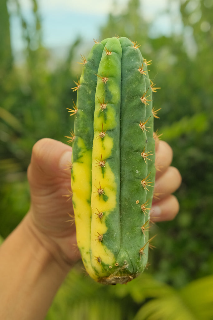 Unrooted Variegated San Pedro 005