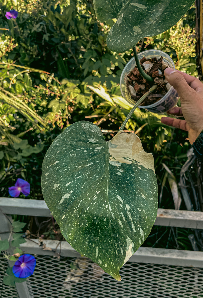 Monstera deliciosa 'Thai Constellation' 4