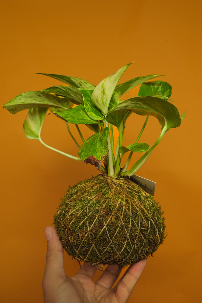 Kokedama